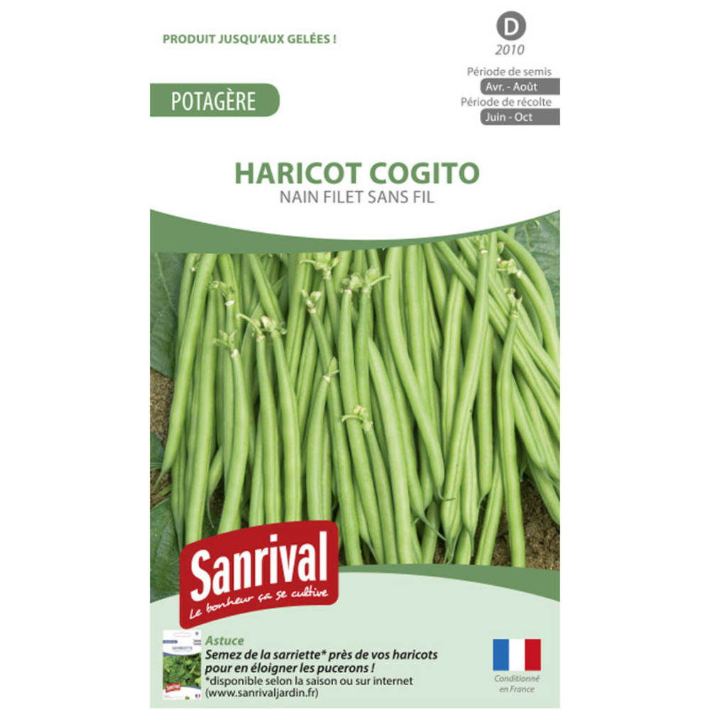 Graines haricot satelit