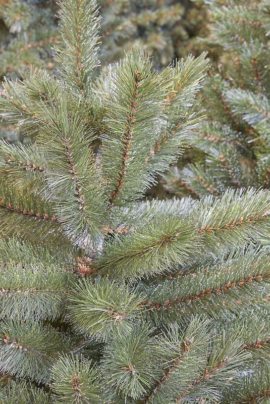 Triumph Tree - Forest Frosted - Kunstkerstboom - Groen - 155 cm