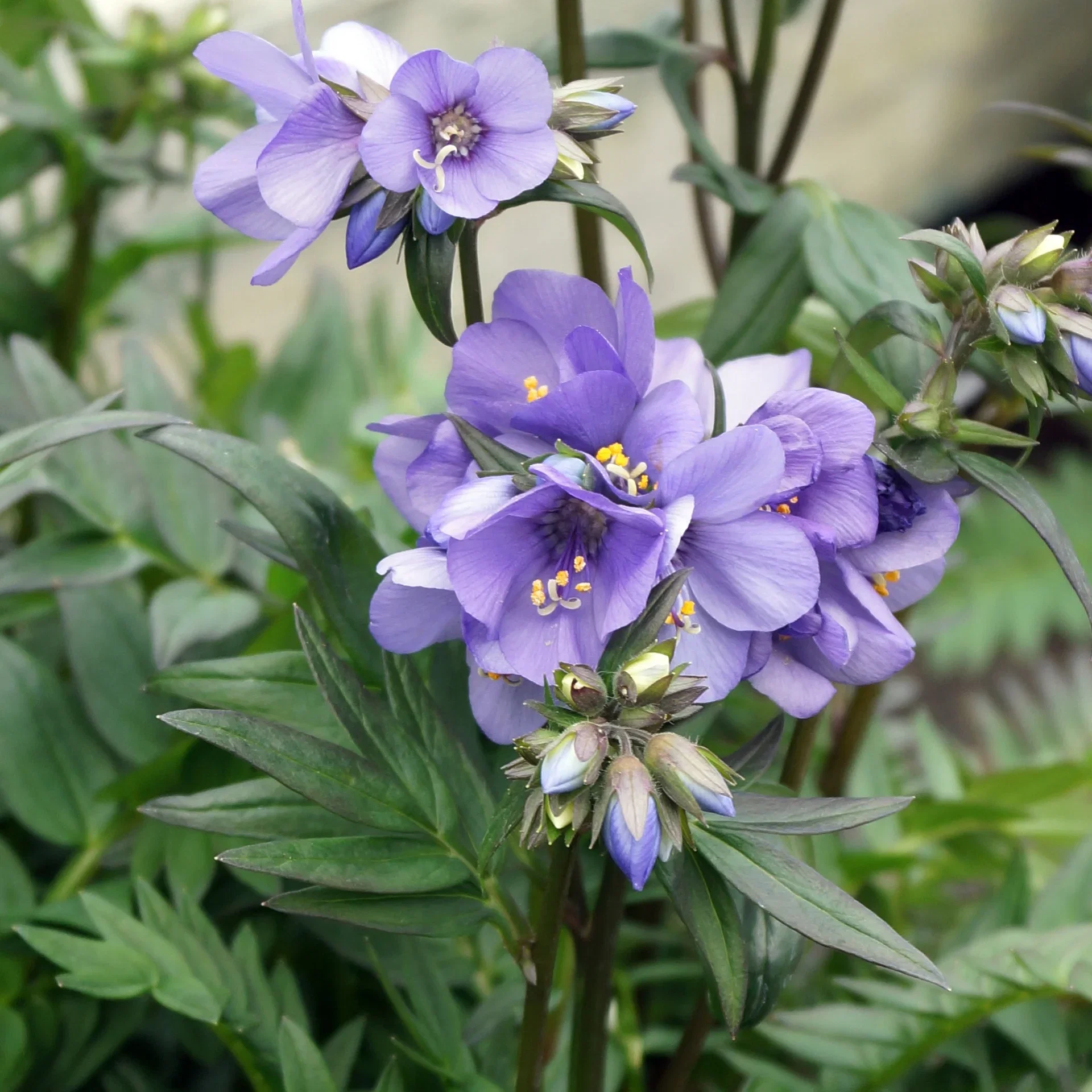 Polemonium caeruleum subsp. yezoense BRESSINGHAM PURPLE Fjellflokk BRESSINGHAM PURPLE Ø19 cm
