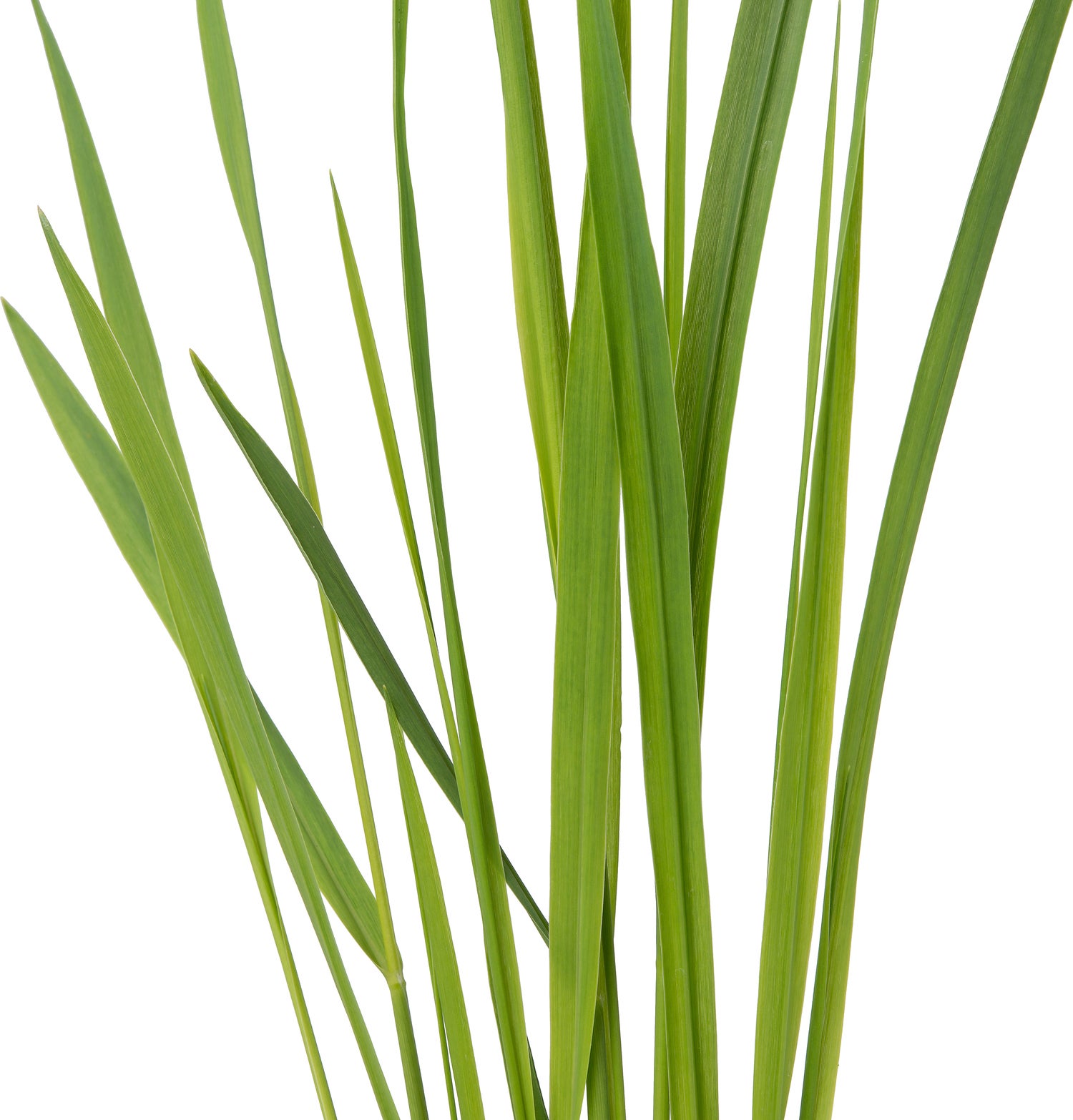Vingergras (Panicum virgatum 'Nordwind') D 17 H 25 cm
