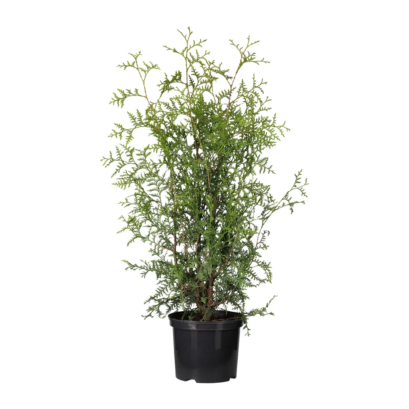 Thuja occidentalis 'Brabant' Tuja 'Brabant' Høyde 80-100 cm