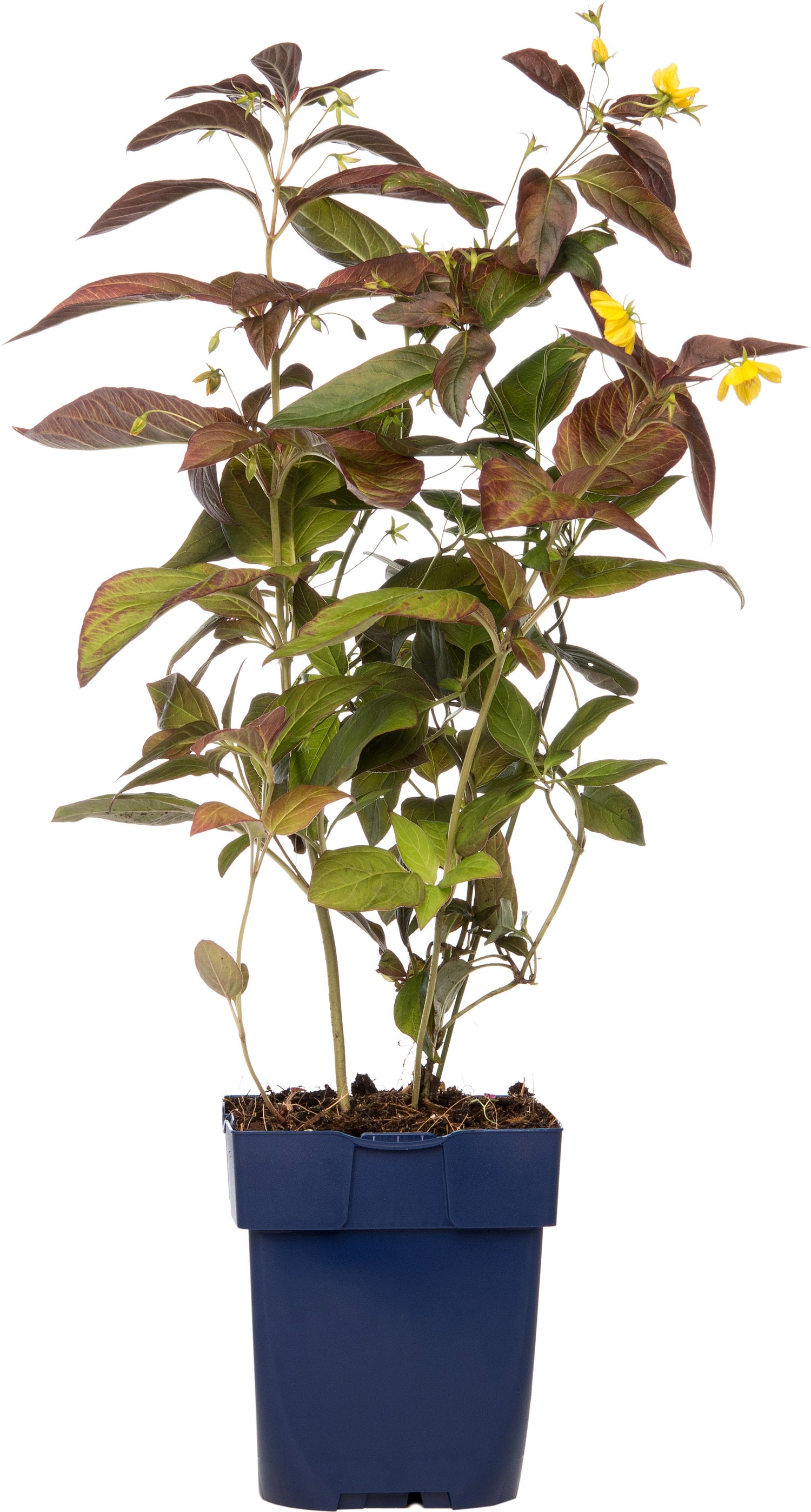 Wederik (Lysimachia ciliata 'Firecracker') D 9 H 15 cm