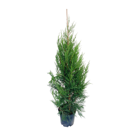 Cupressocyparis Leylandii 2001 : H 125/150 cm, pot 7L