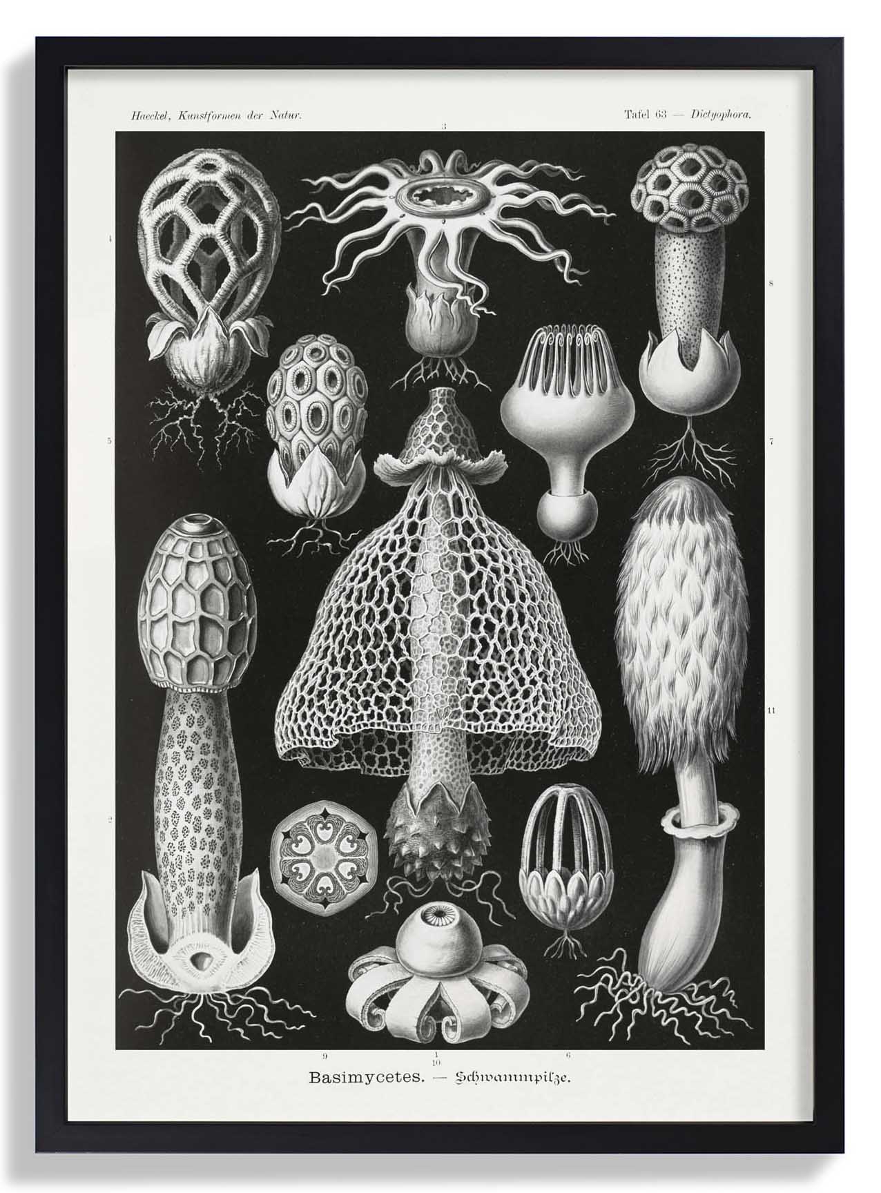 Basimycetes von Ernst Haeckel
