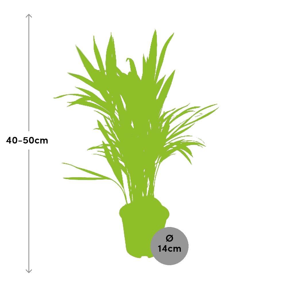 Plante d'intérieur - parlmier areca 'dypsis lutescens' 50.0cm