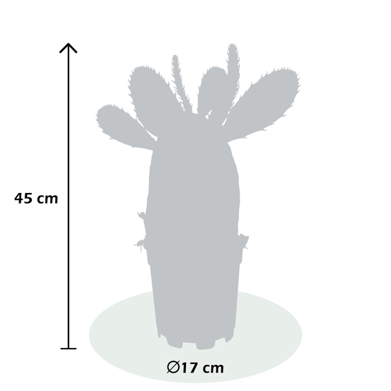 Opuntia ficus indica - pot D17cm