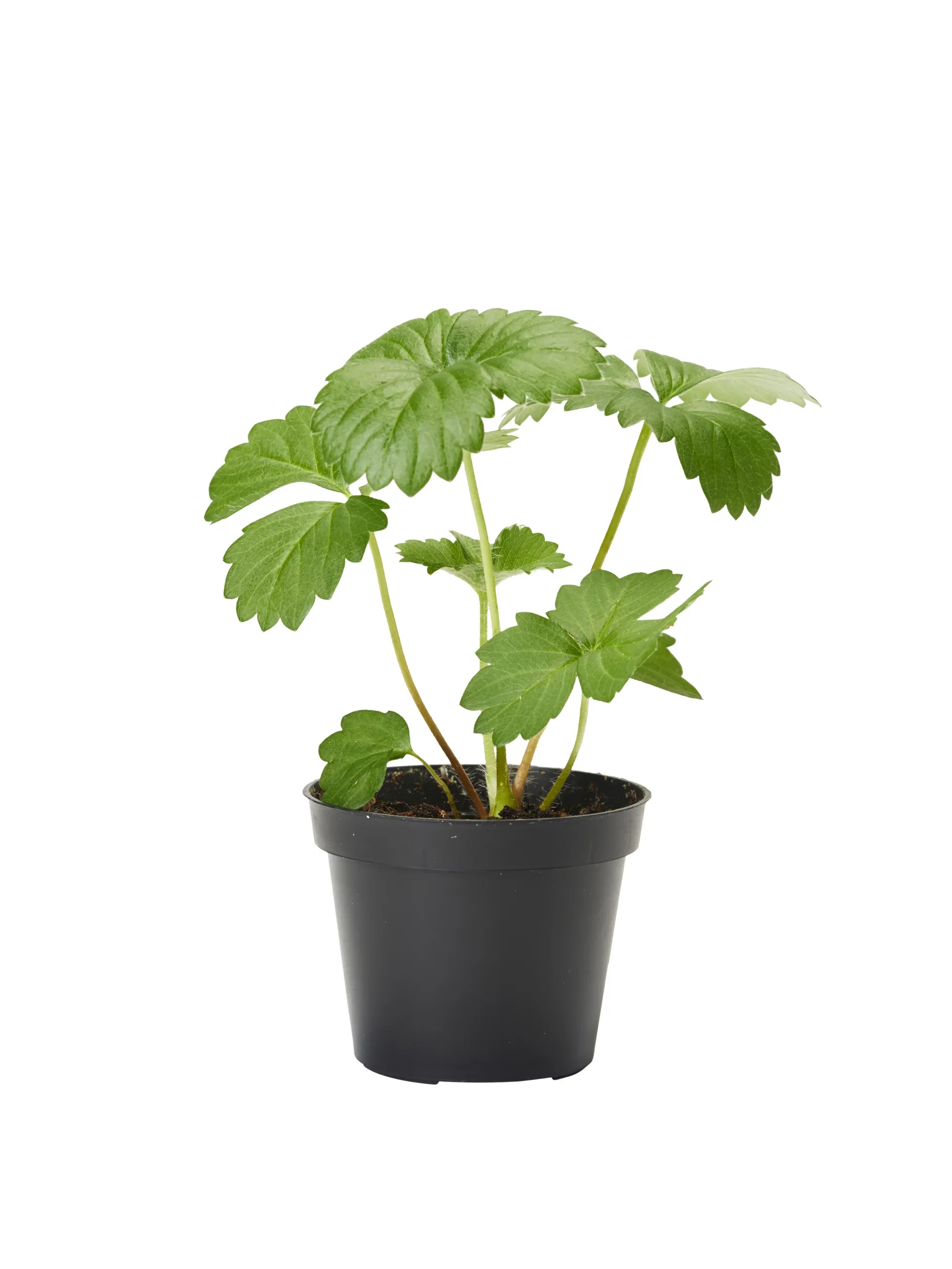 Fragaria ananassa 6cm Jordbær Ø6 cm