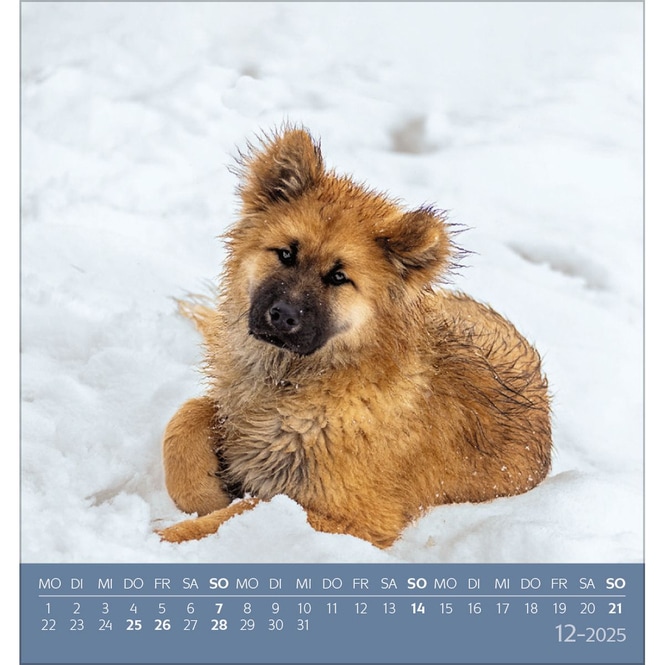 Postkartenkalender - 2025 - Hunde