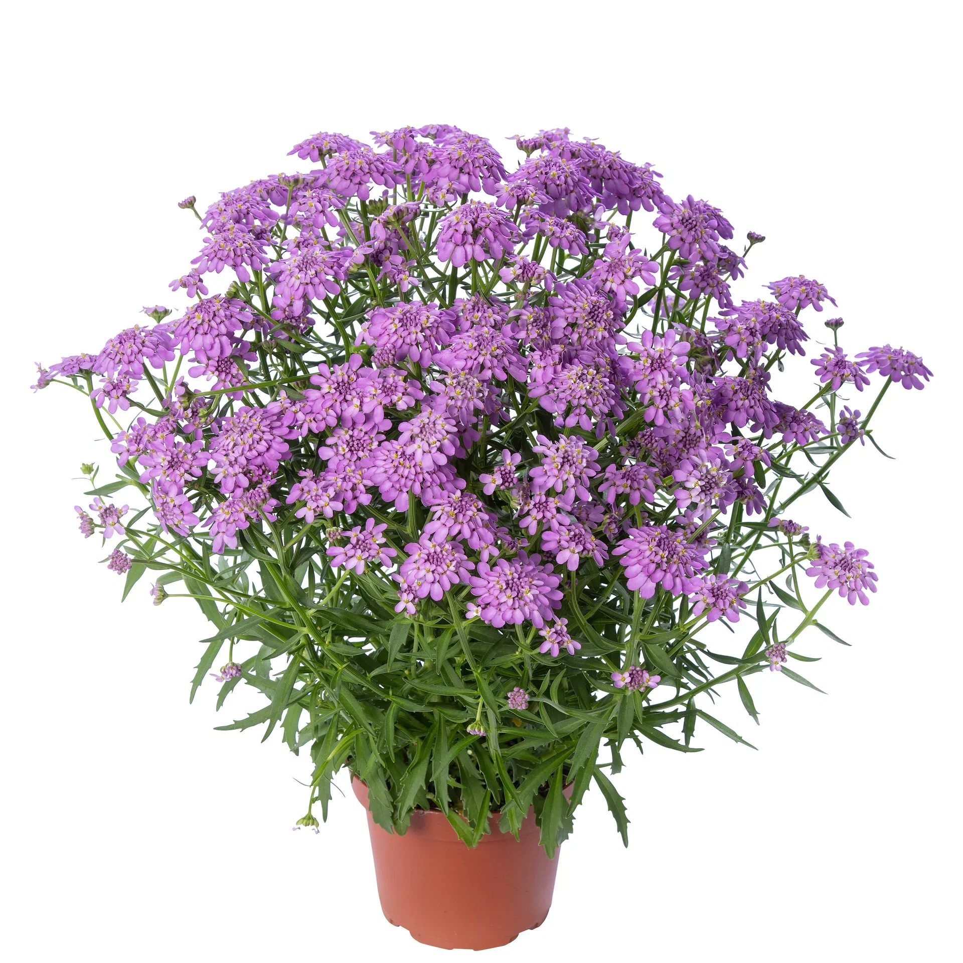 Iberis sempervirens 'Mermaid Lavender' Snøsløyfe 'Mermaid Lavender' Ø17 cm