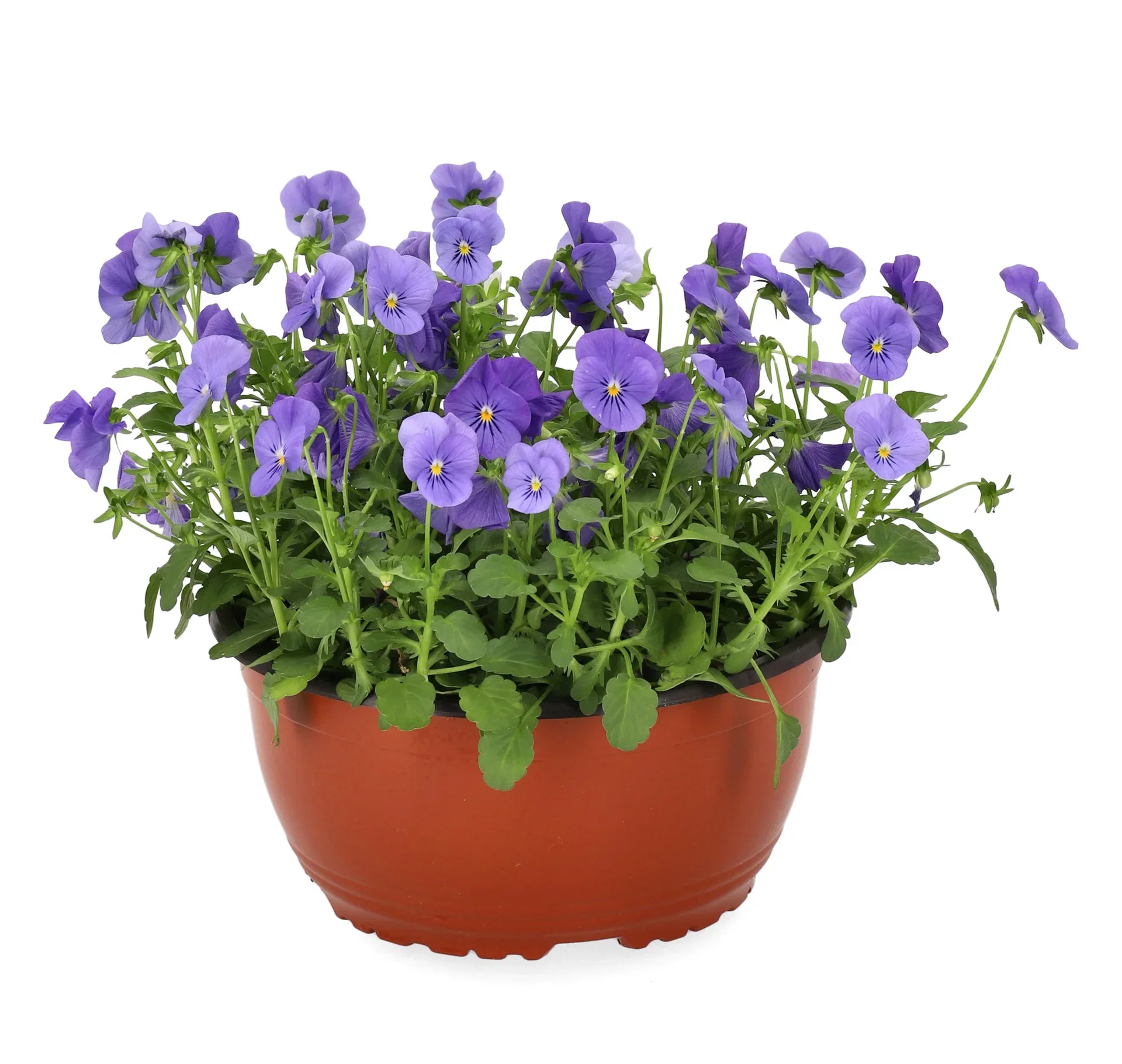 Viola x wittrockiana Stemor i skål Ø21 cm