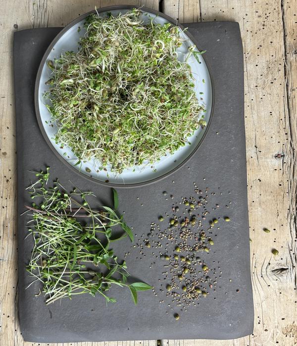 Dehner Bio-Keimsprossen 'Wellness-Mischung'