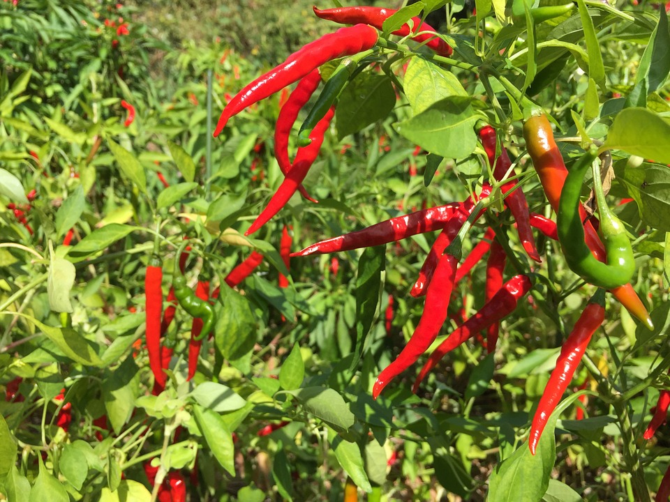 Sachet de graines de piment cayenne - sachet de 1 grammes - petite entreprise française - made in france