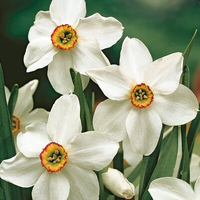 Blumenzwiebeln Dichternarzisse 'Ornatus'