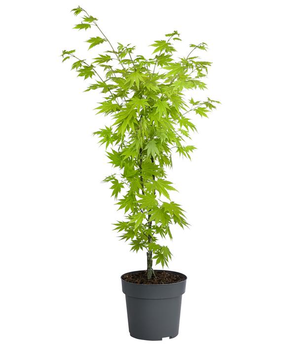 Japanischer Goldahorn 'Jordan'