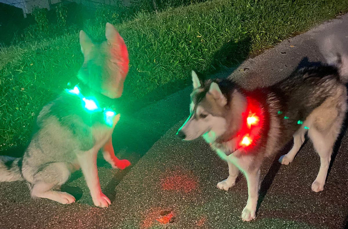 Husky Nachtwanderung Neuschwanstein