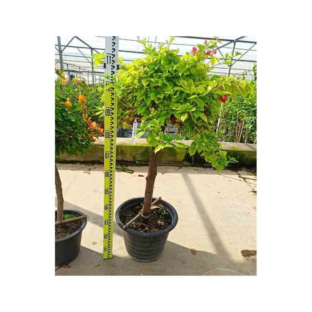 Bougainvillea hybride (bougainvillier) taille pot de 20l - boule -80/100cm