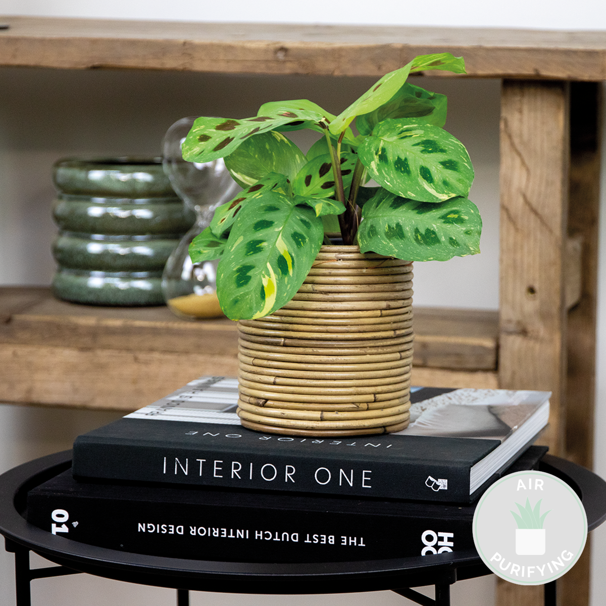 Maranta variegata – plante de prière – plante d'intérieur – purificateur d'air – ⌀12cm –↕10-15 cm
