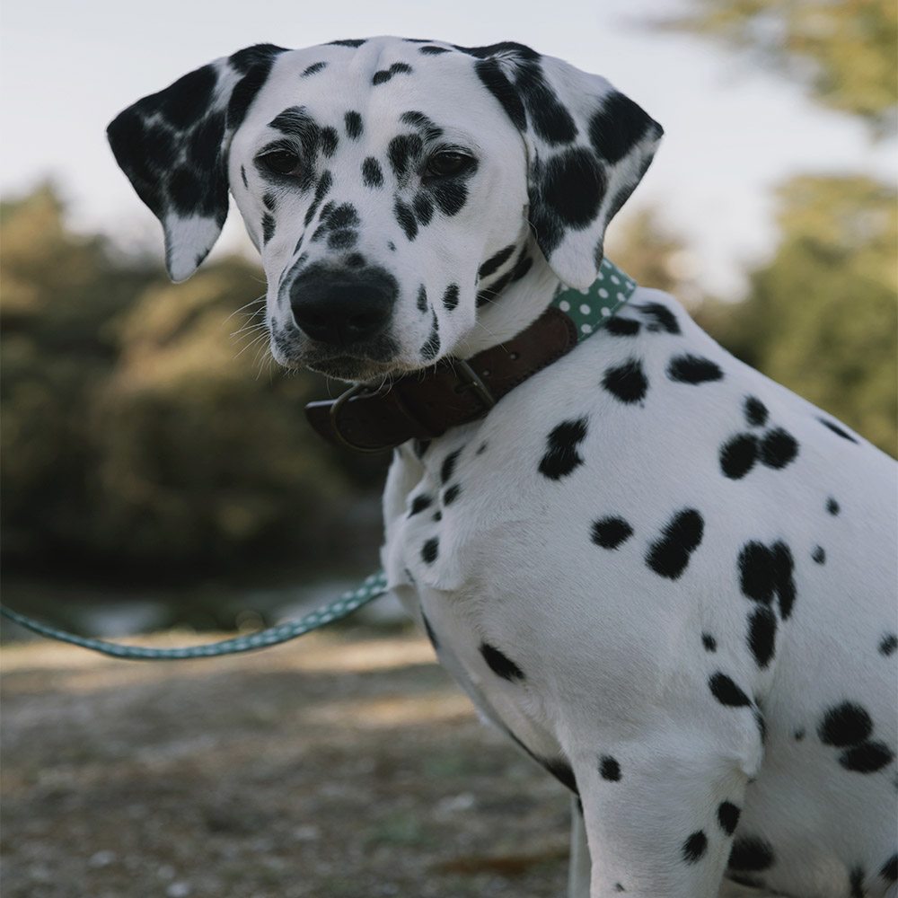 Ladran Gaucho Correa Lola verde com bolinhas para cães