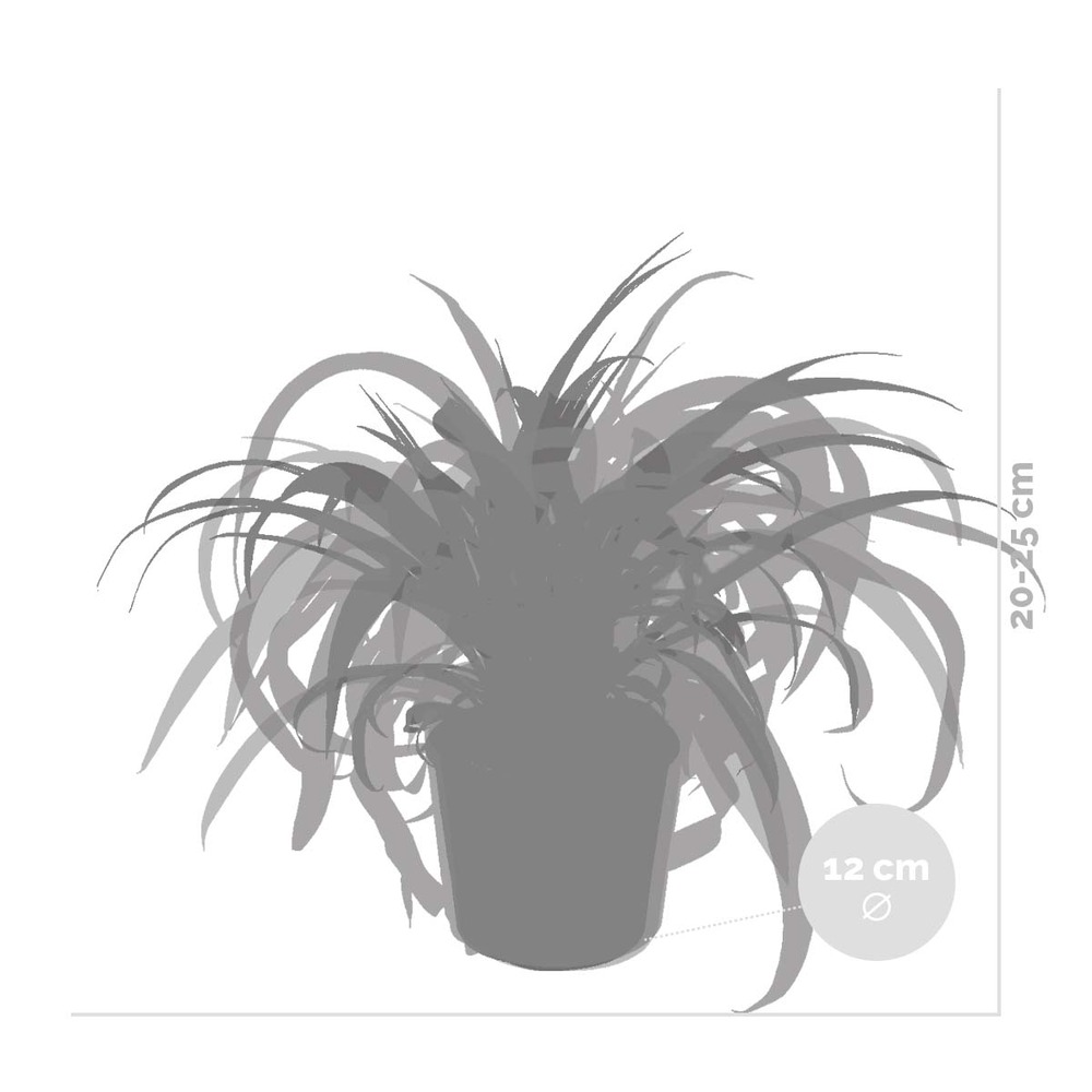 3x grass lily mix - grass lily - plantes d'intérieur - purificateur d'air – ⌀12 cm - ↕20-25 cm