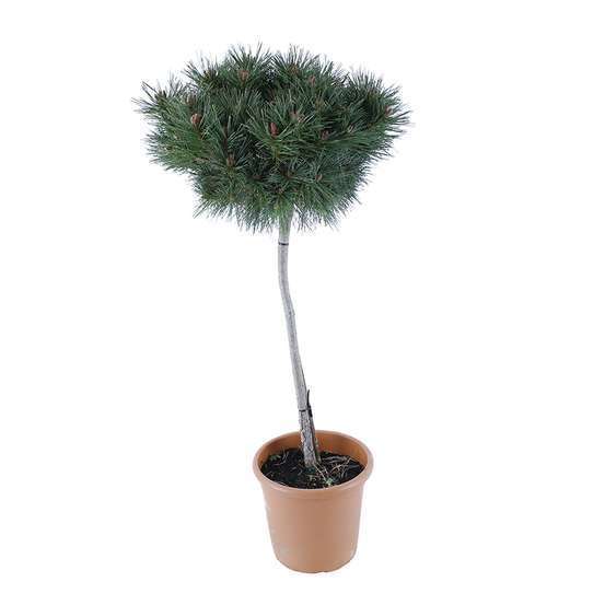 Pinus nigra Pierrick Bregeon, tige 60 cm, ctr 7L