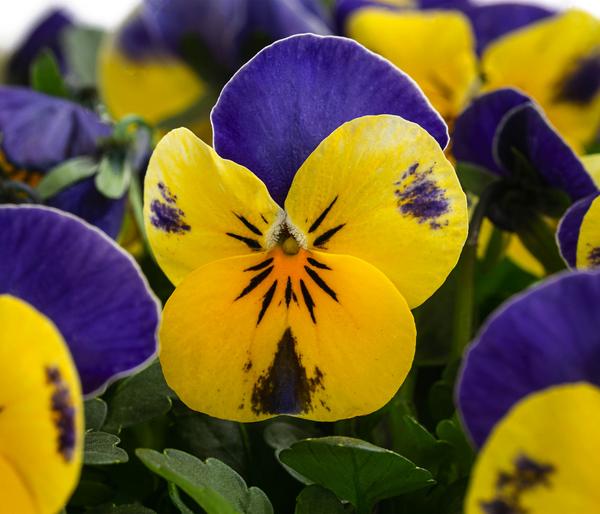 Hornveilchen in Schale, verschiedene Farben