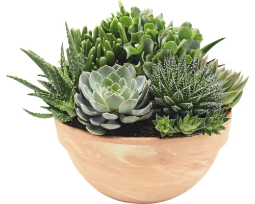 Vetplanten arrangement FloraSelf Ø 35 cm Terracotta schaal 35 Jaar FloraSelf Jubileum Editie