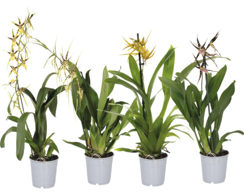 Spinorchidee mix FloraSelf Brassia Ø 12 cm pot 1 stekel