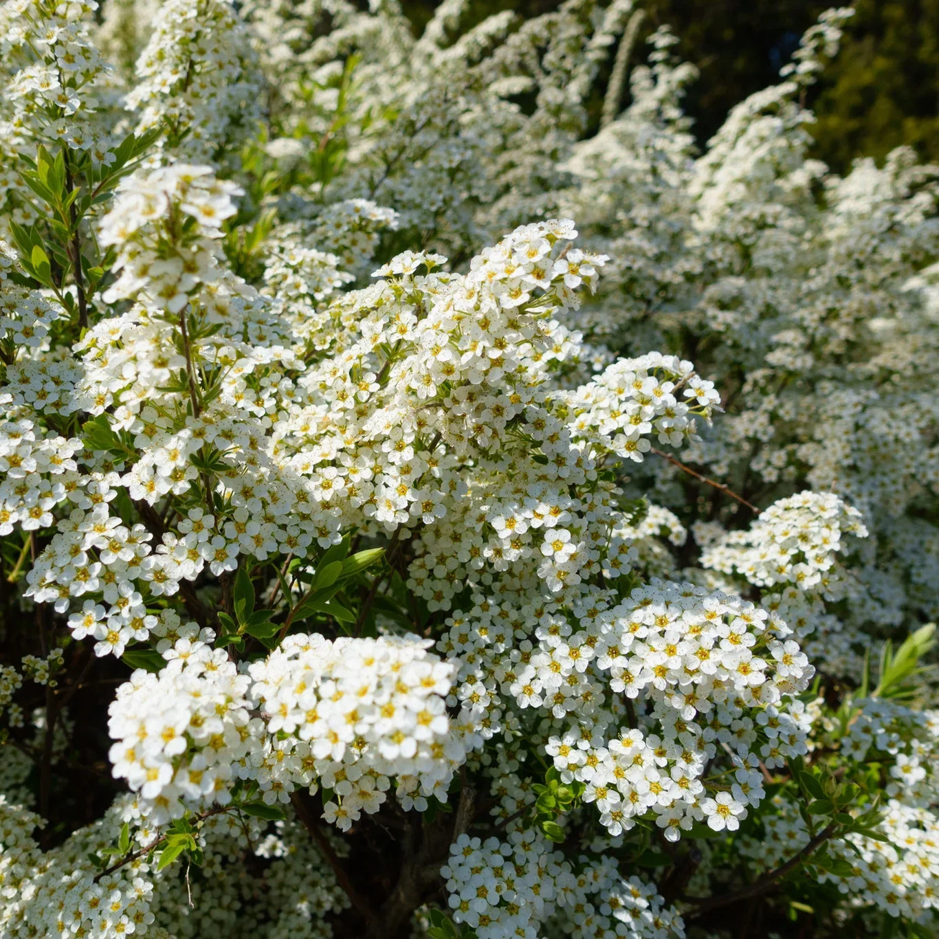Spiraea x vanhouttei Gentspirea 10-pk barrot Ø22 cm