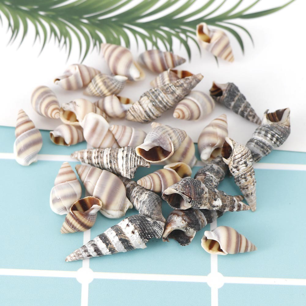 (100g) 1-3cm Deko Muschel Mini Bastel Naturschalen