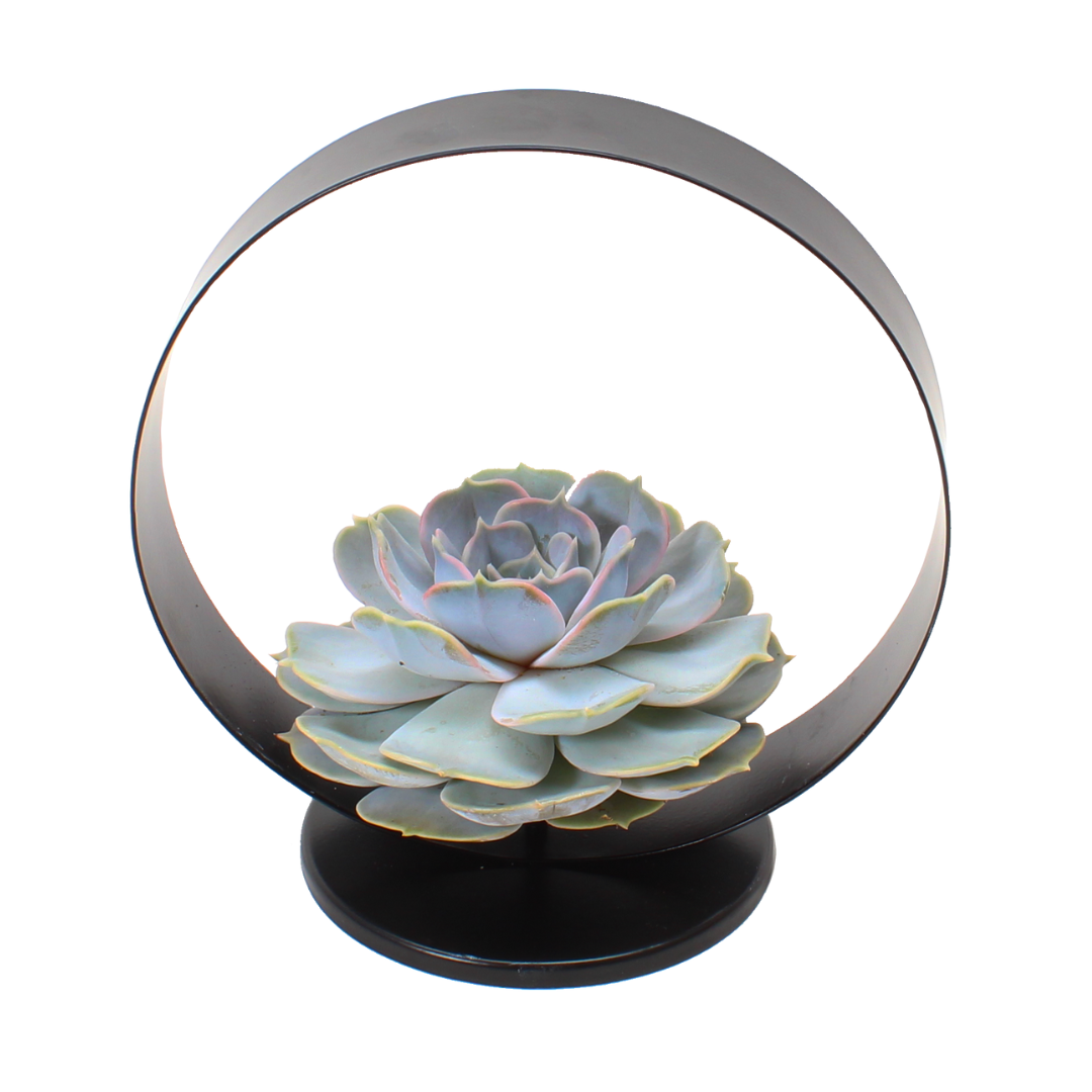 Echeveria black metal ring - succulente dans un anneau décoratif - 20 cm - noir
