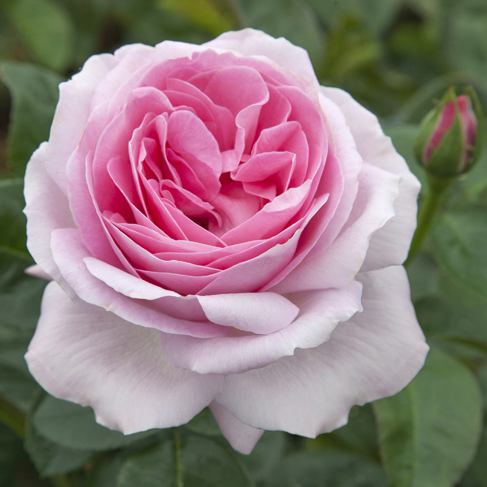 Rosier pink eureka ® meiagadou le pot de 3l