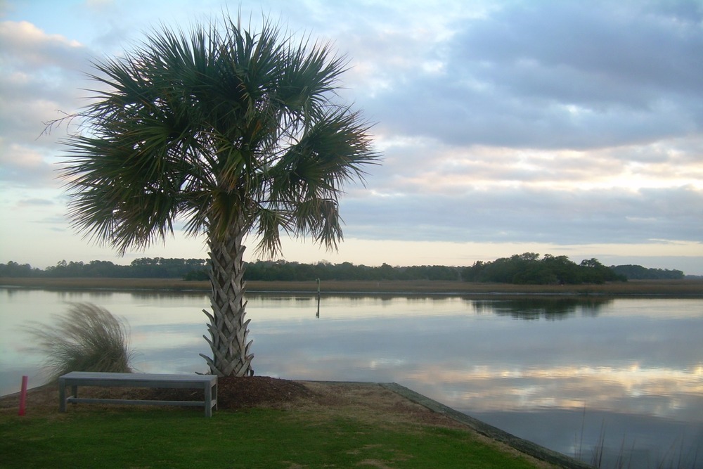 Jardin dans le sac - chou palmiste - 8 graines - sabal palmetto