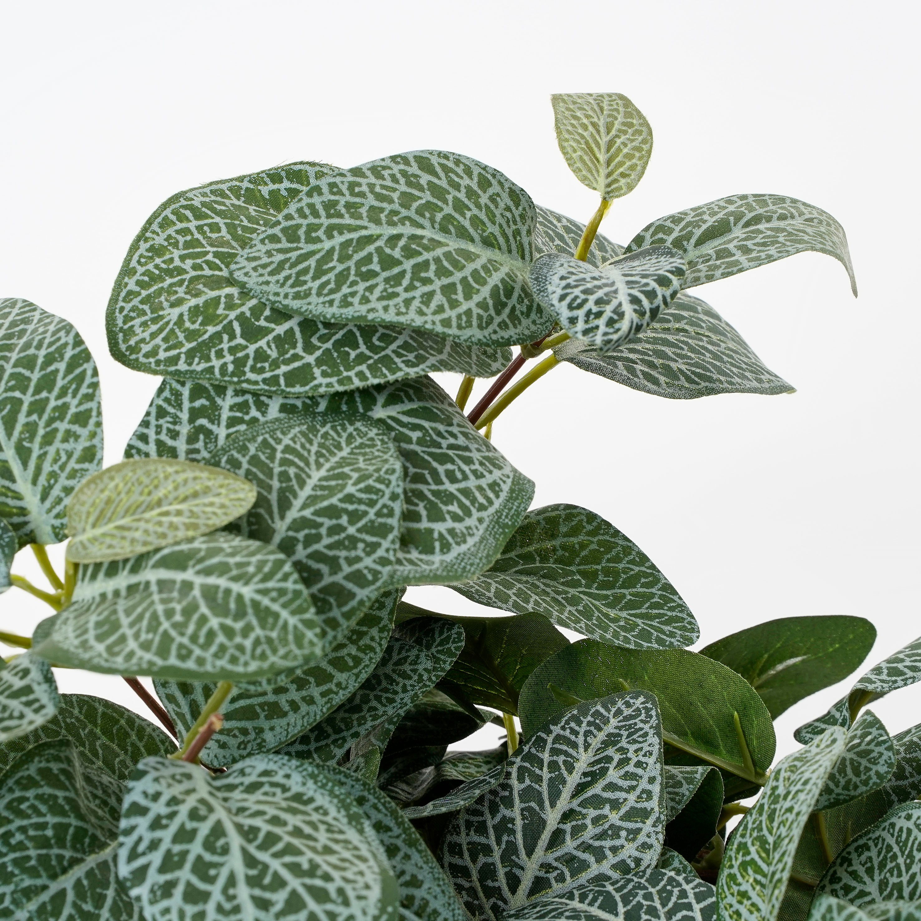 Mica decorations - fittonia artificielle vert h54