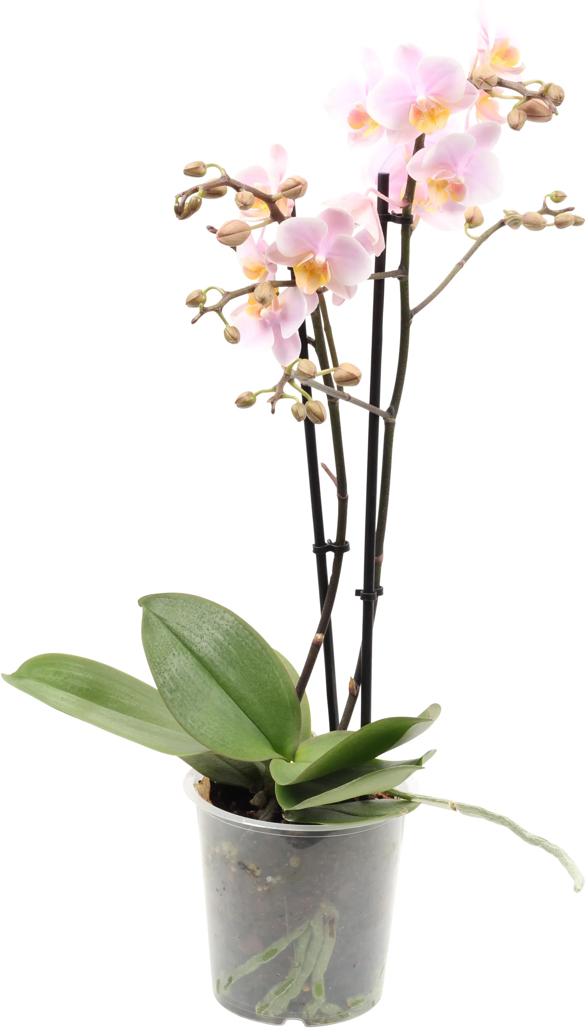 Phalaenopsis hybrid Orkidé Høyde 45 cm