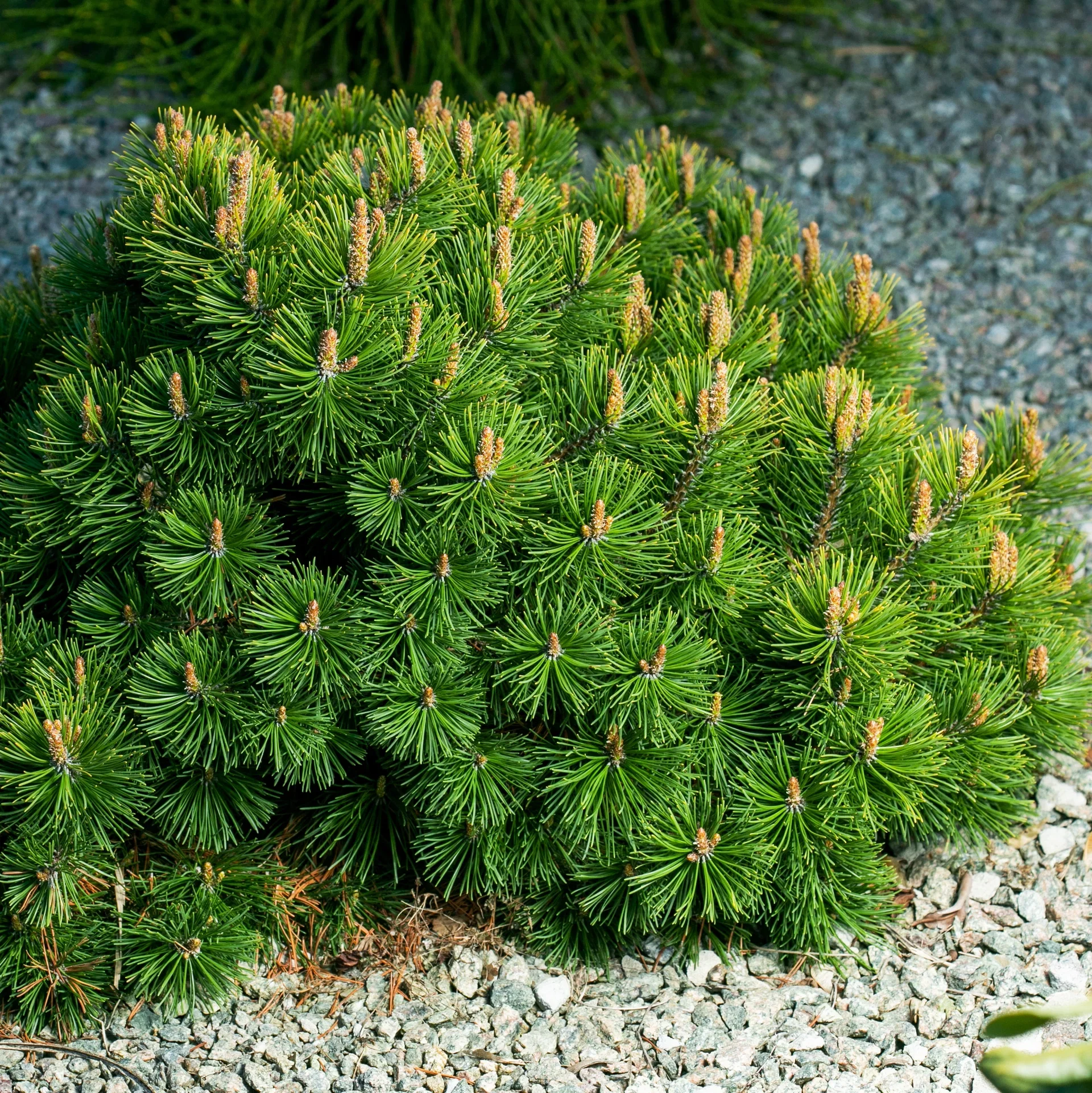 Pinus mugo var. pumilio Krypbuskfuru Ø26 cm