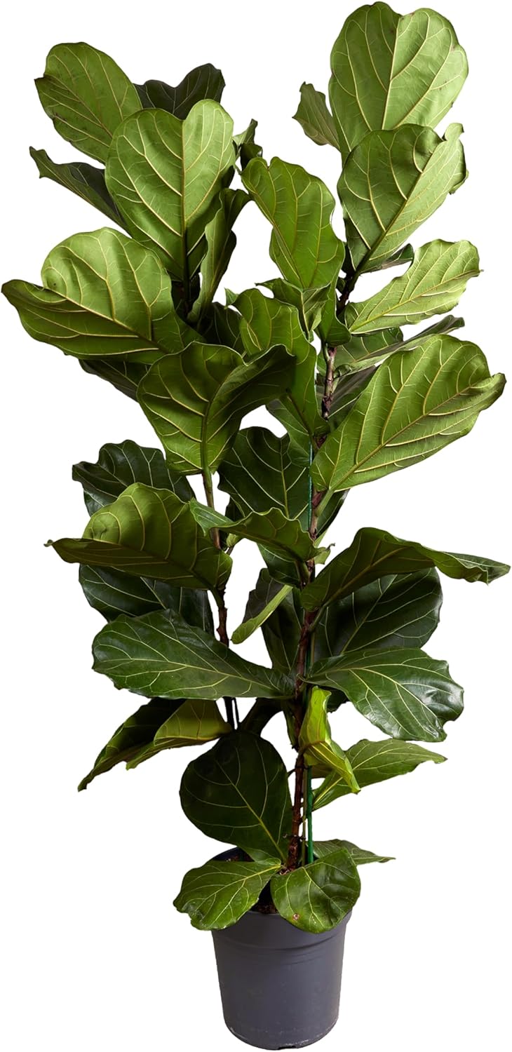Bloomique - Ficus Lyrata - Geigenblatt - XXL Zimmerpflanzen - Luftreinigend - Pflegeleicht - 140-160 cm hoch - 30 cm Topf