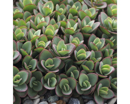 Vaste planten in diverse soorten FloraSelf H 35-45 cm Co 5 L