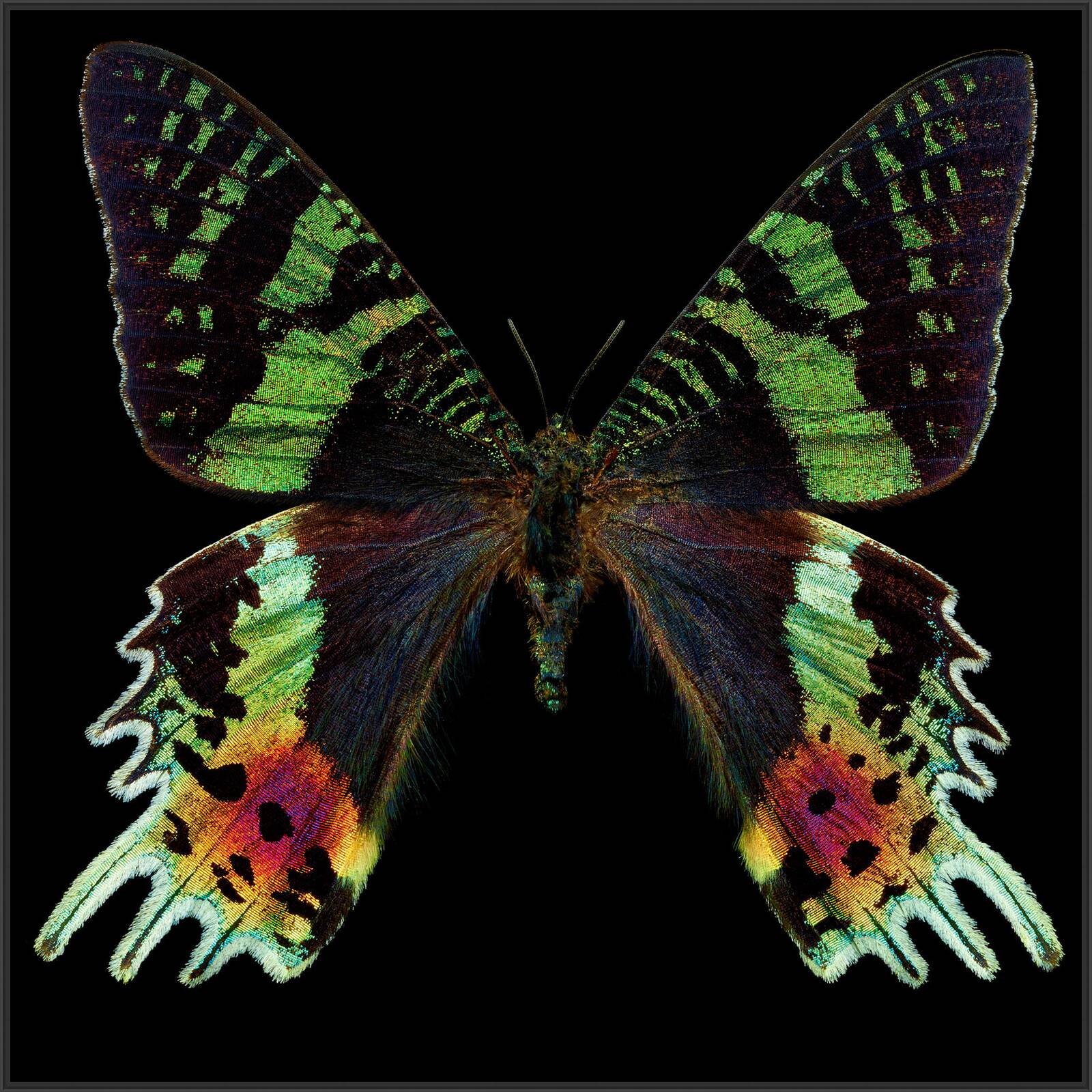 Butterfly II by Heiko Hellwig - Limited Edition. Edition of: 150. Signed.