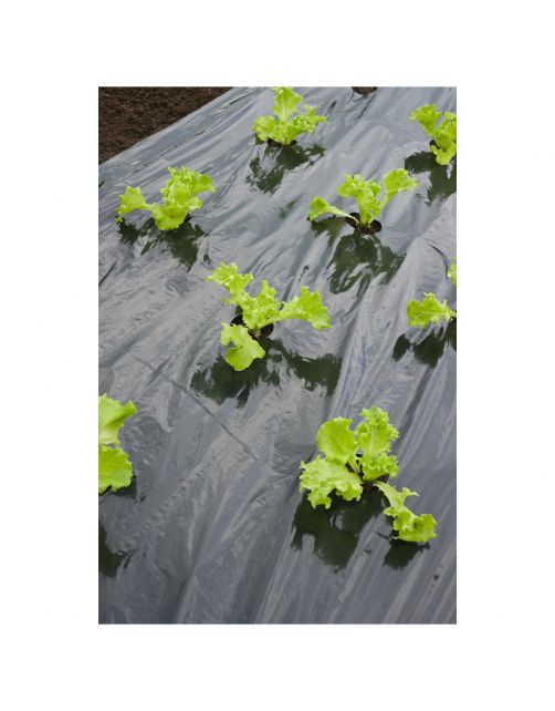 Nature Kweekfolie Sla - Groeifolie Gronddoek - 0.95x5 m Zwart Anti-Uv