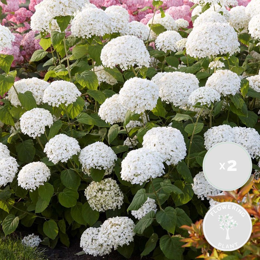 2x hortensia 'strong annabelle' - hortensia - arbuste - rustique – ⌀19 cm - ↕40-50 cm
