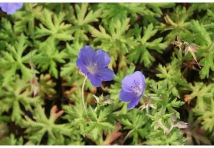 Ooievaarsbek (Geranium 'Brookside') D 9 H 10 cm