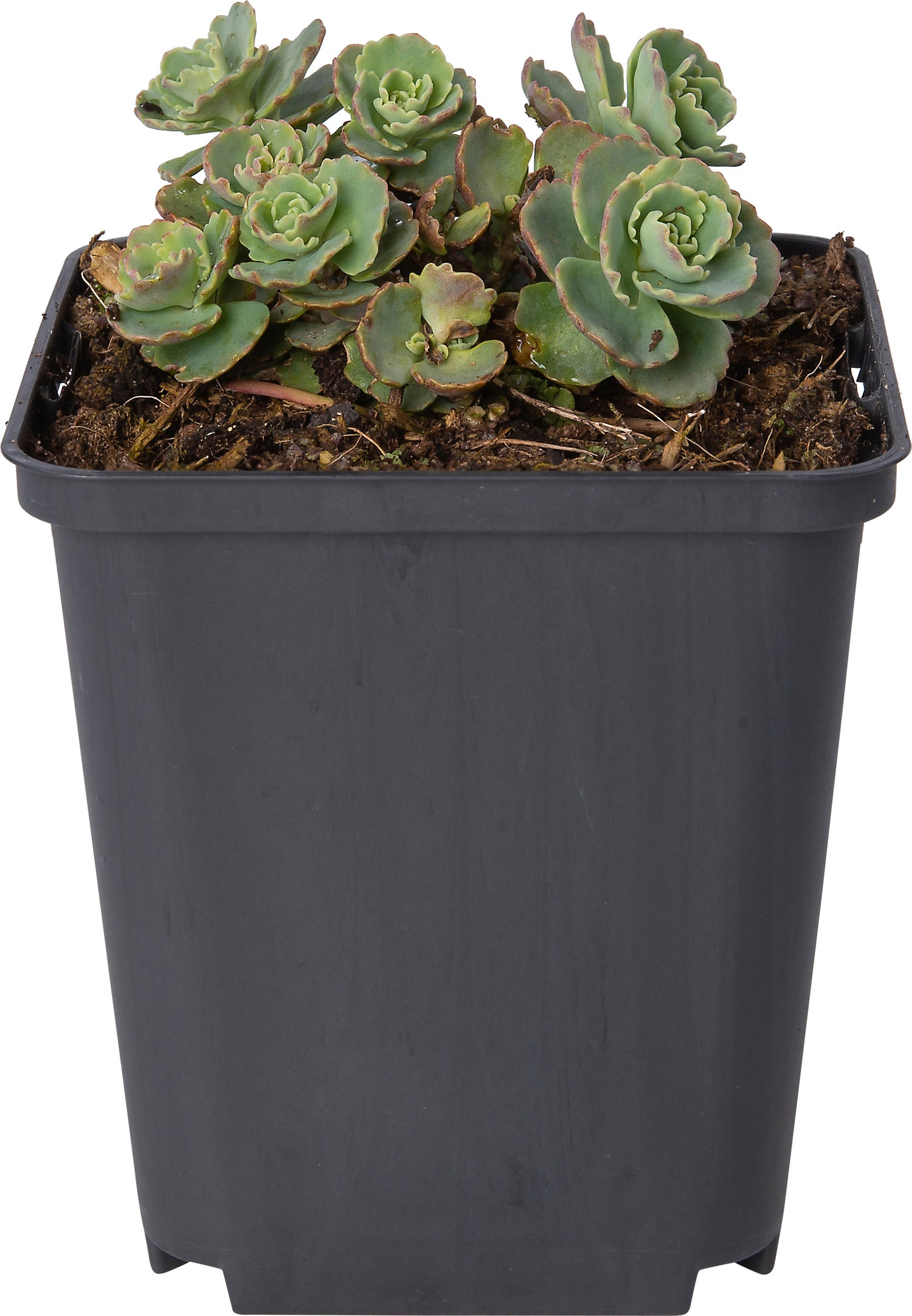 Vetkruid (Sedum sieboldii) D 9 H 10 cm