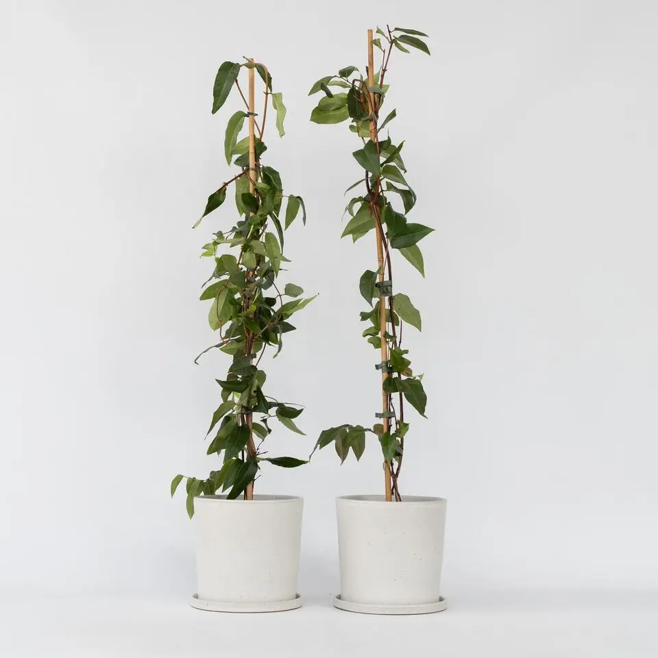Kamperfoelie - Set van 2 - Lonicera 'Copper Beauty' - Hoogte 110-120cm - ⌀17cm