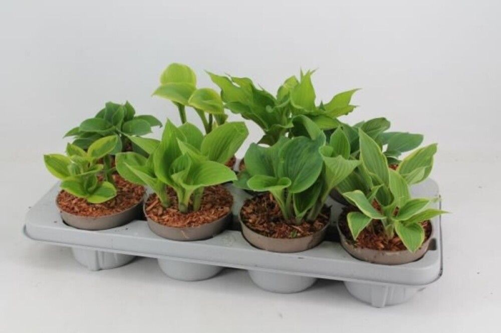 HOSTA MIX 12CM