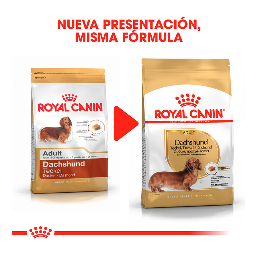 Ração Royal Canin para cães da raça Dachshund adulto