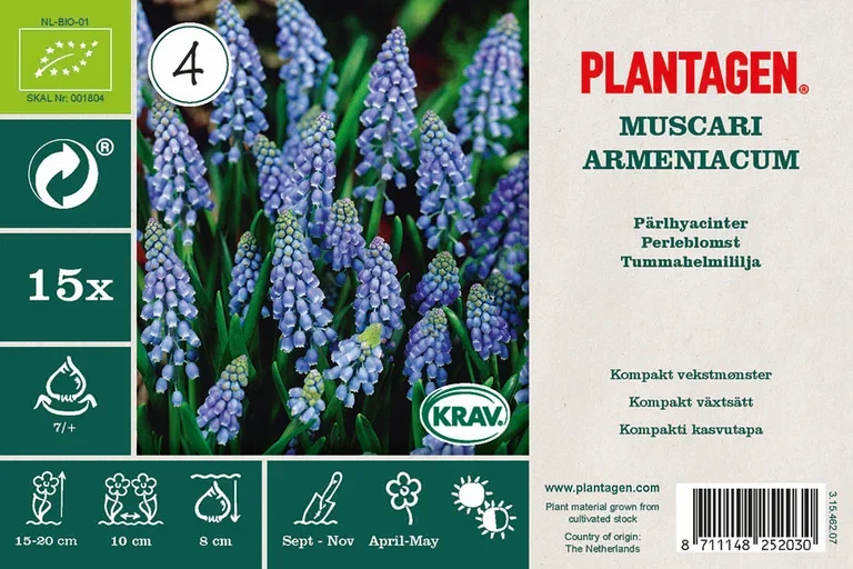 Muscari armeniacum Perleblomst miks ØKO