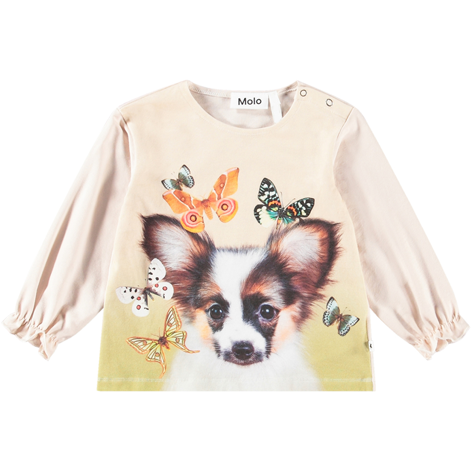 Elina - Papillon Puppy