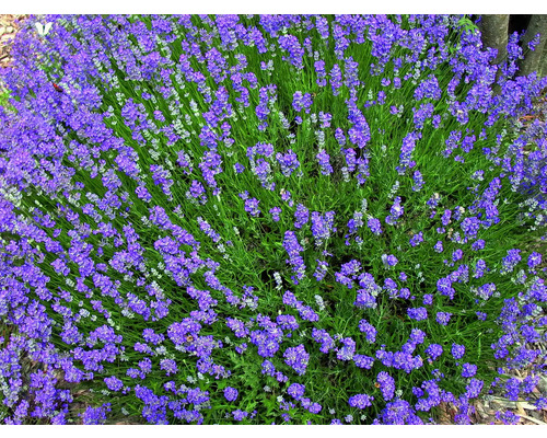 Lavendel FloraSelf Lavandula angustifolia Co 3 L