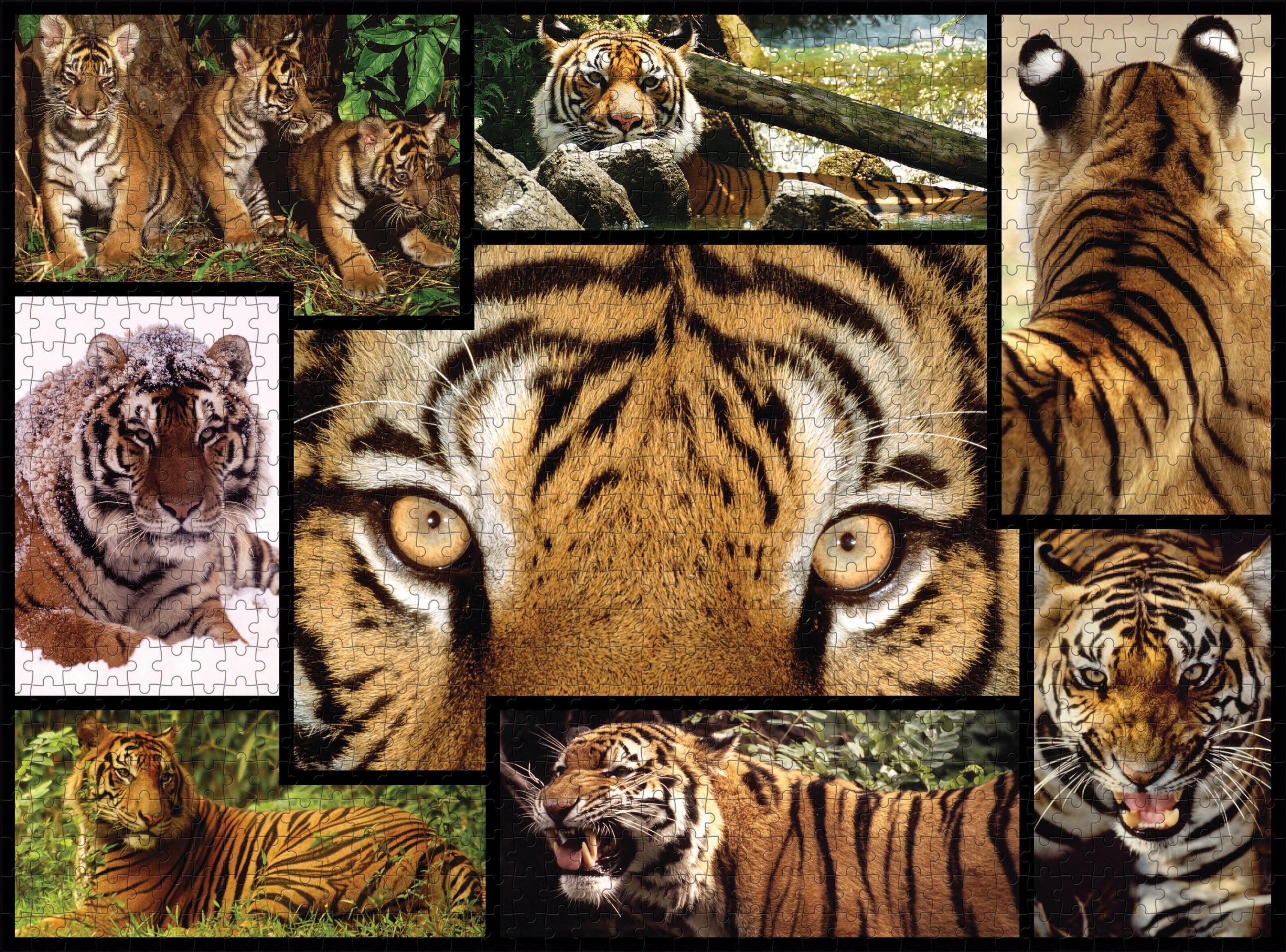 WWF - Tiger 1000 Teile (Puzzle)