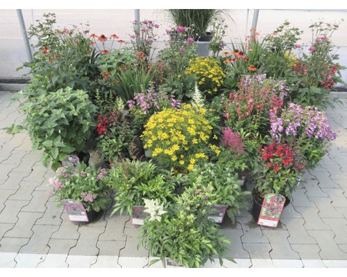Vaste planten in diverse soorten FloraSelf H 35-45 cm Co 5 L